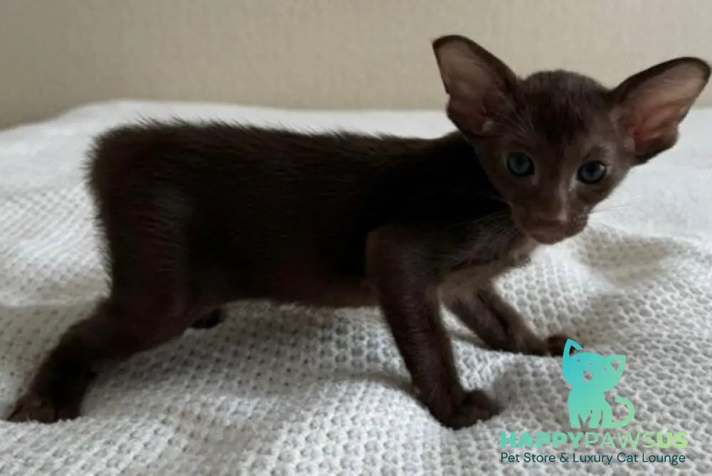 Amira Oriental Shorthair female chocolate - live animals