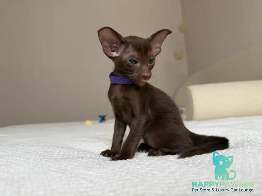 Amira Oriental Shorthair female chocolate - live animals