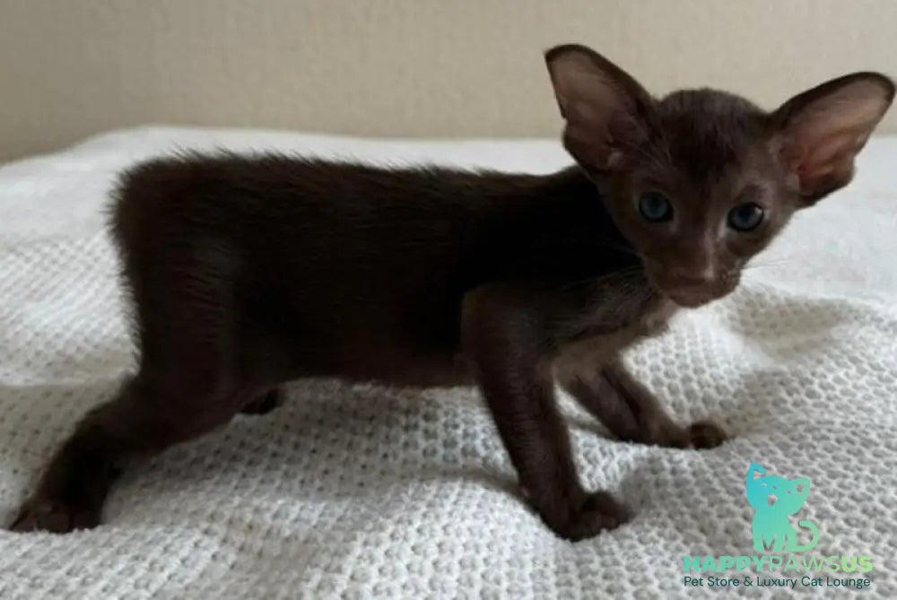 Amira Oriental Shorthair female chocolate - live animals