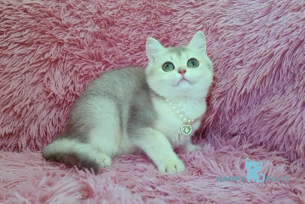 Amita British Shorthair female blue golden chinchilla live animals