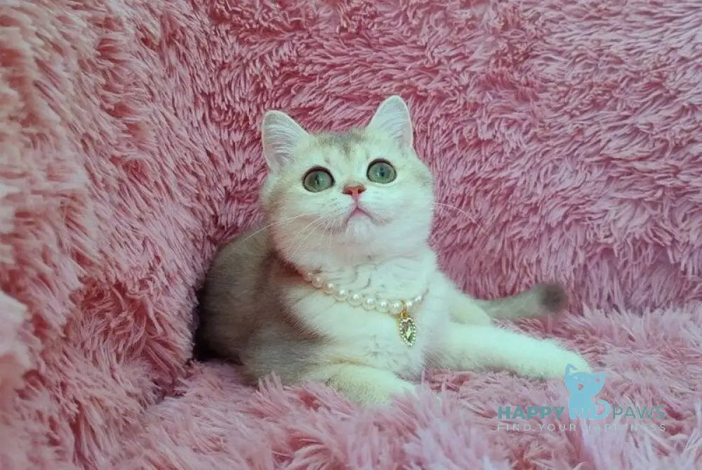 Amita British Shorthair female blue golden chinchilla live animals