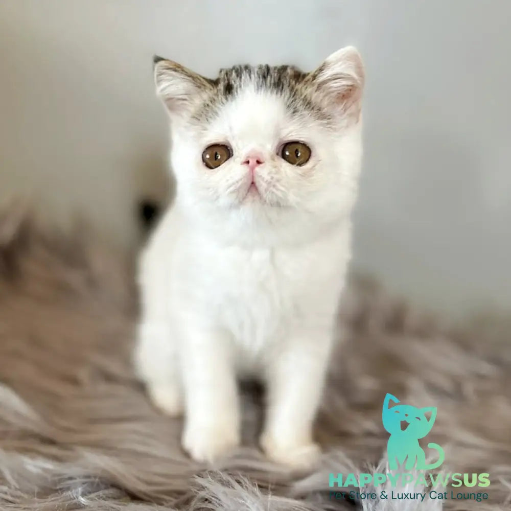 Amour Exotic female black spotted tabby van - live animals