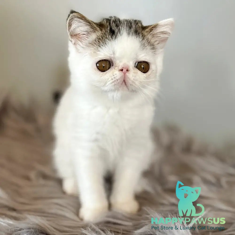 Amour Exotic female black spotted tabby van - live animals