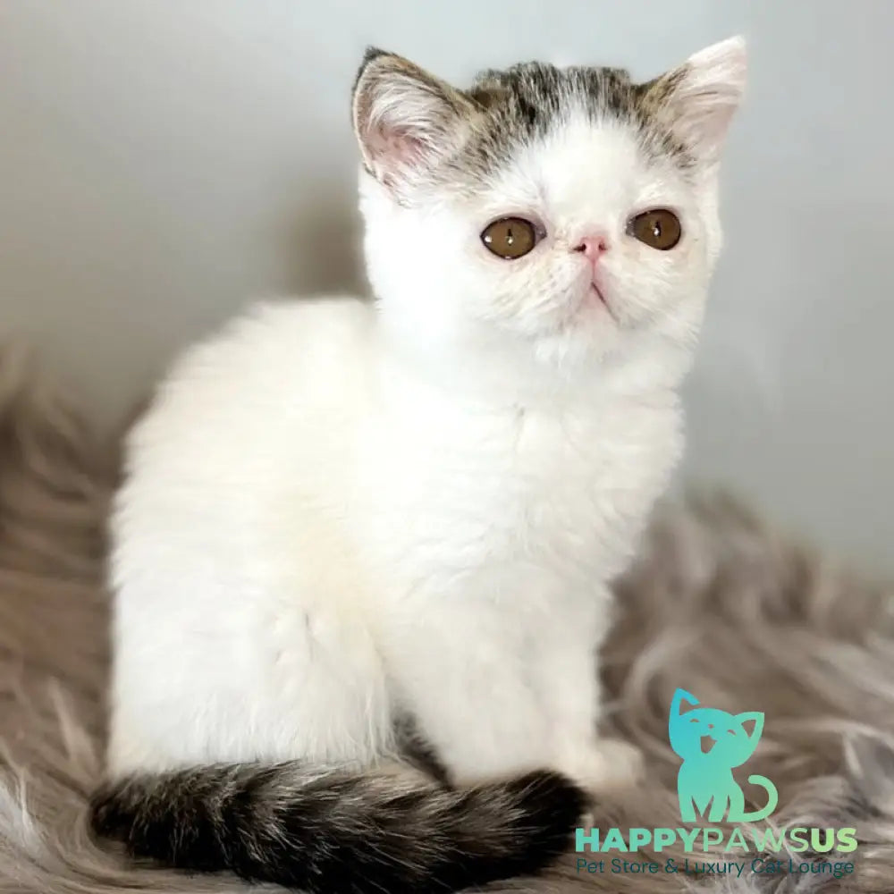Amour Exotic female black spotted tabby van - live animals