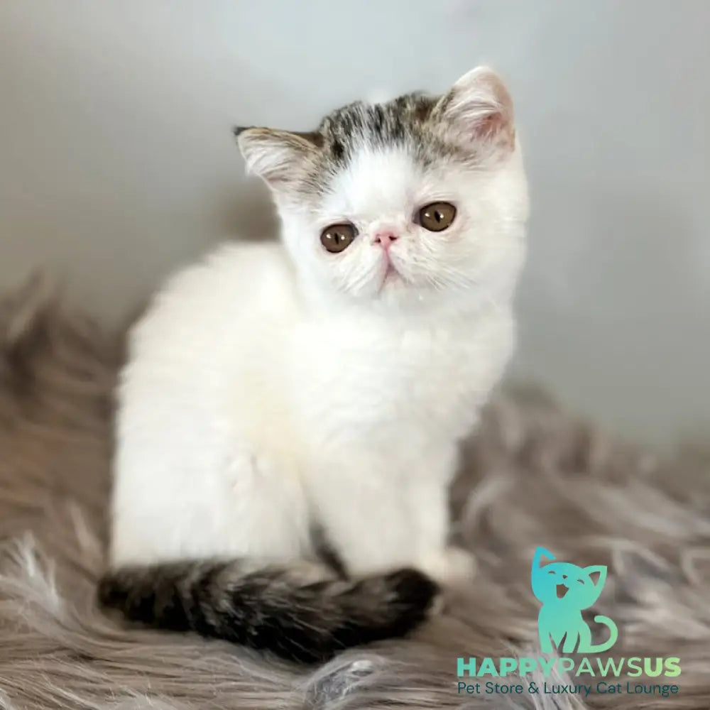 Amour Exotic female black spotted tabby van - live animals