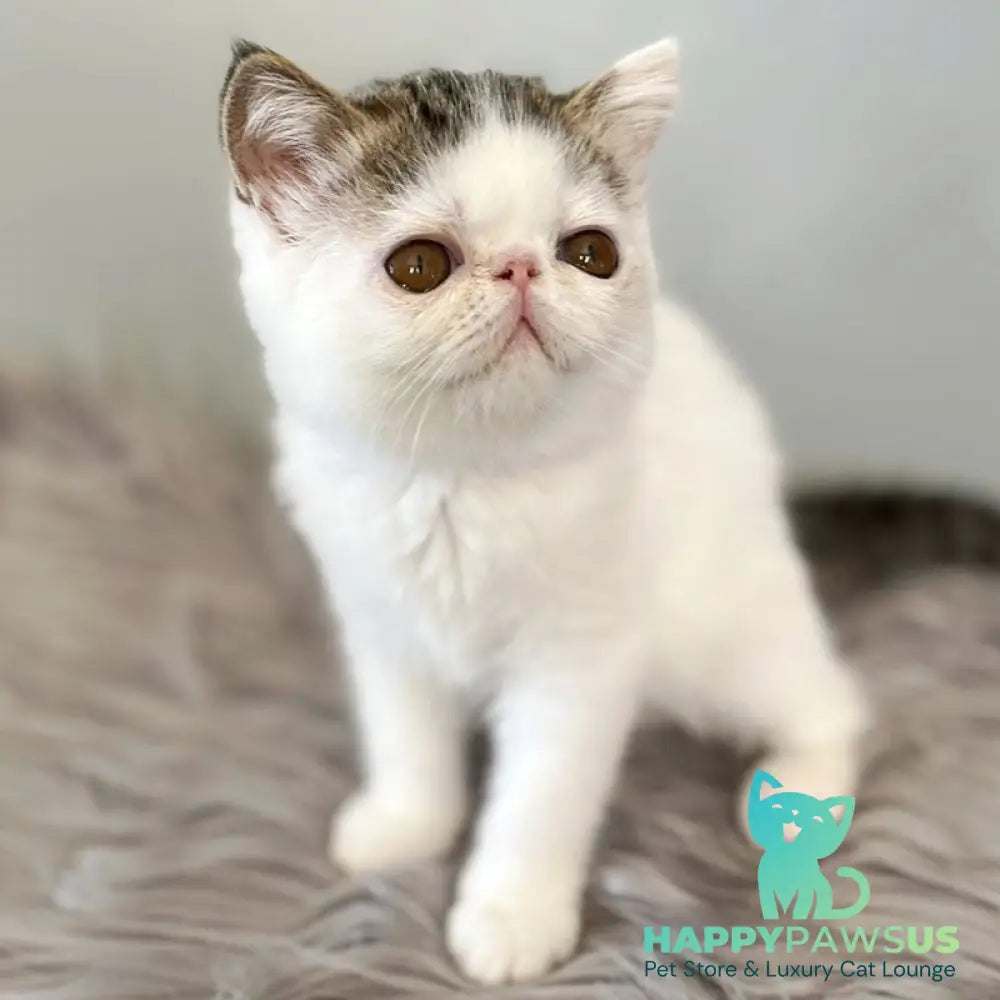 Amour Exotic female black spotted tabby van - live animals