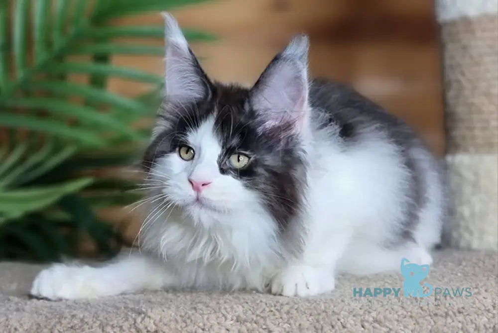 Amulet Maine Coon male black silver harlequin live animals