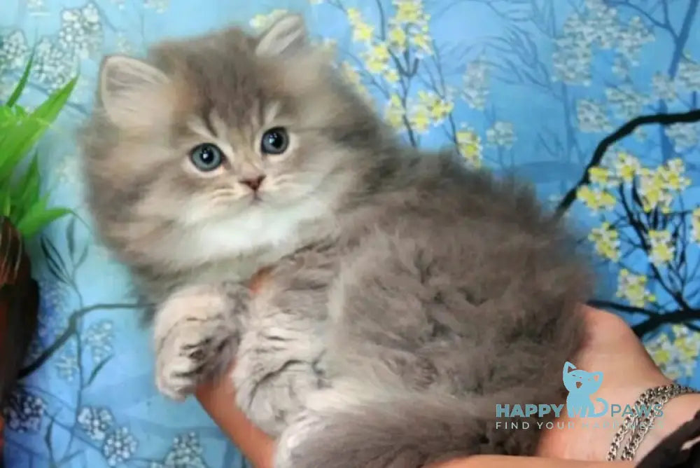 Amur British Longhair male blue golden ticked tabby - live animals