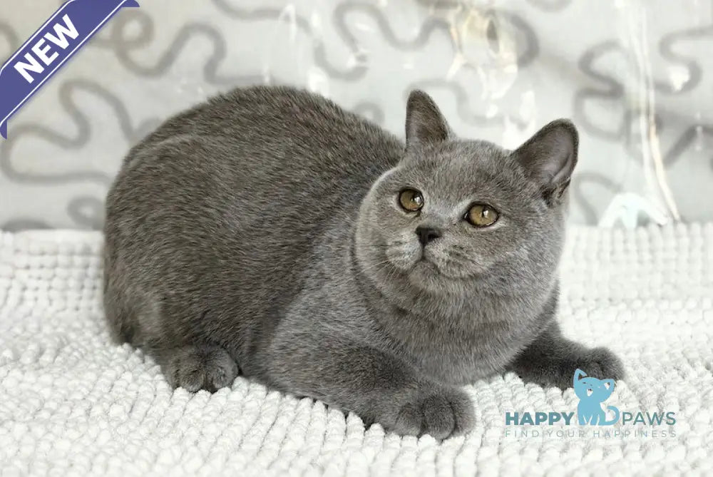 Amur British Shorthair male blue live animals