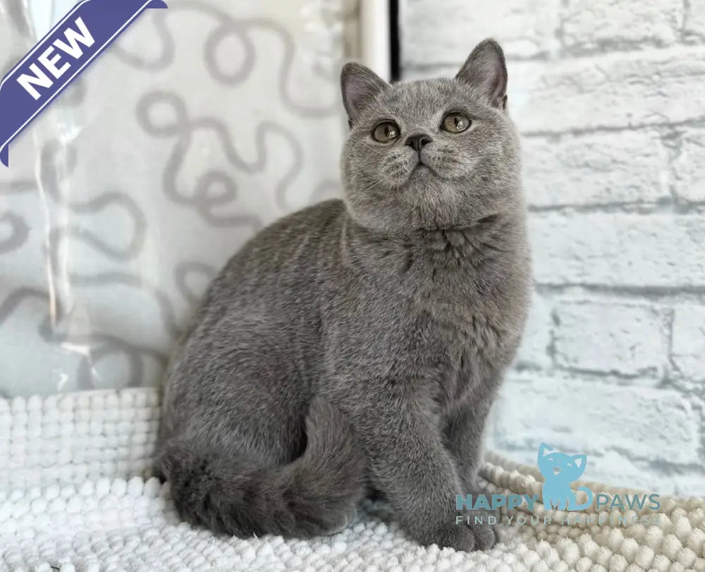 Amur British Shorthair male blue live animals