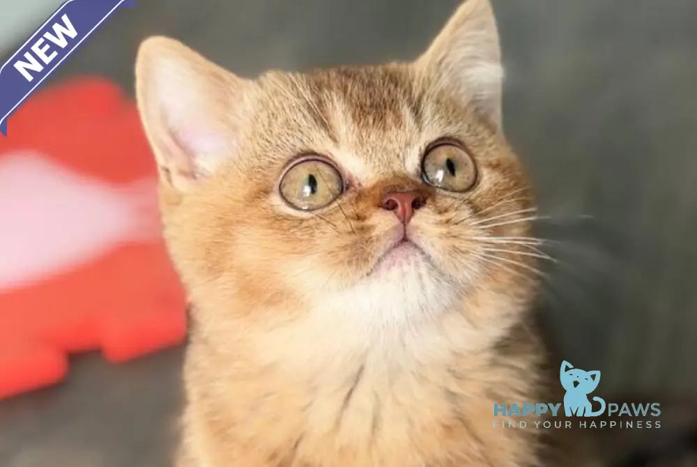 Amur British Shorthair male chocolate golden shaded live animals