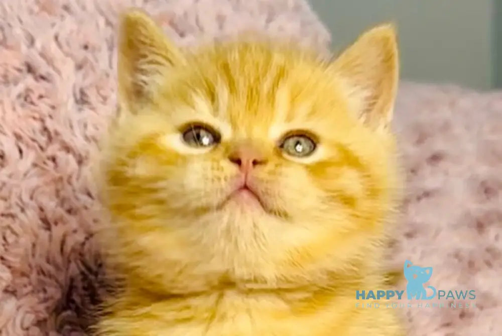 Amur British Shorthair male red spotted tabby live animals