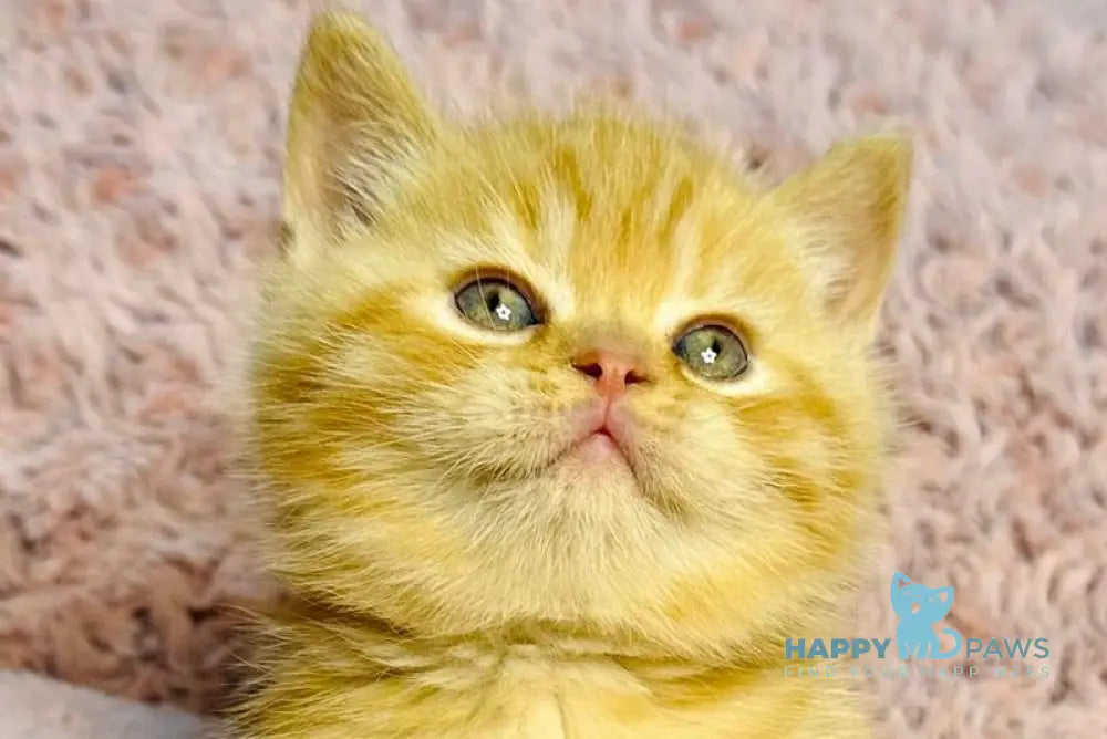 Amur British Shorthair male red spotted tabby live animals