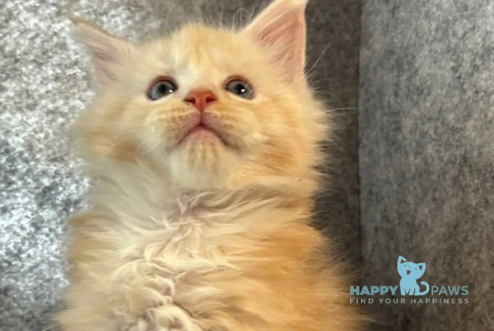 Amur Maine Coon male cream silver with white - live animals