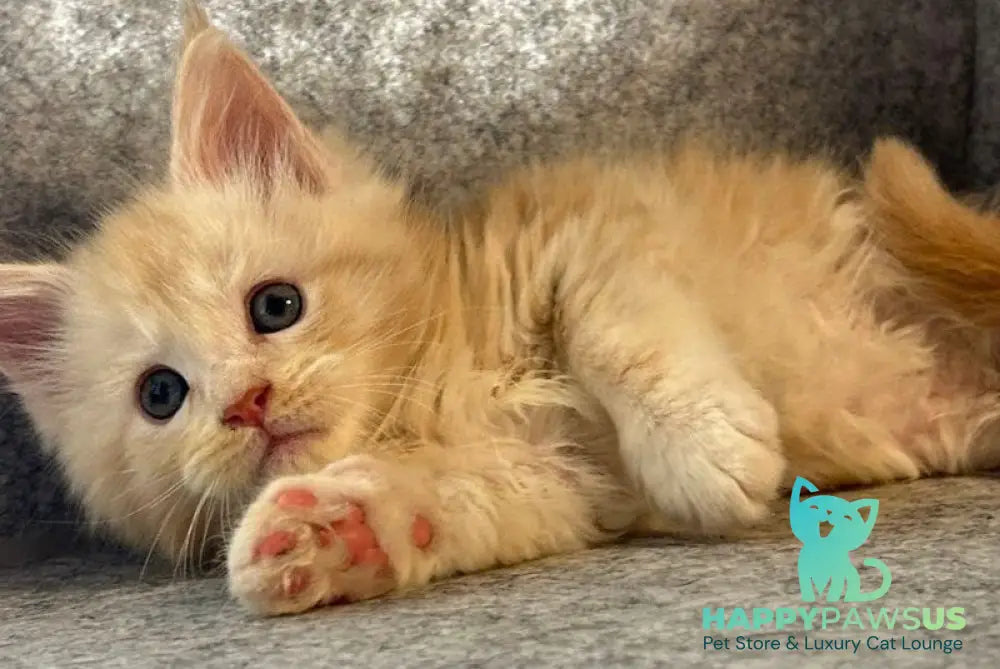 Amur Maine Coon male cream silver with white - live animals