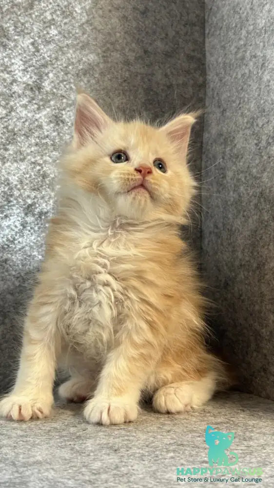 Amur Maine Coon male cream silver with white - live animals