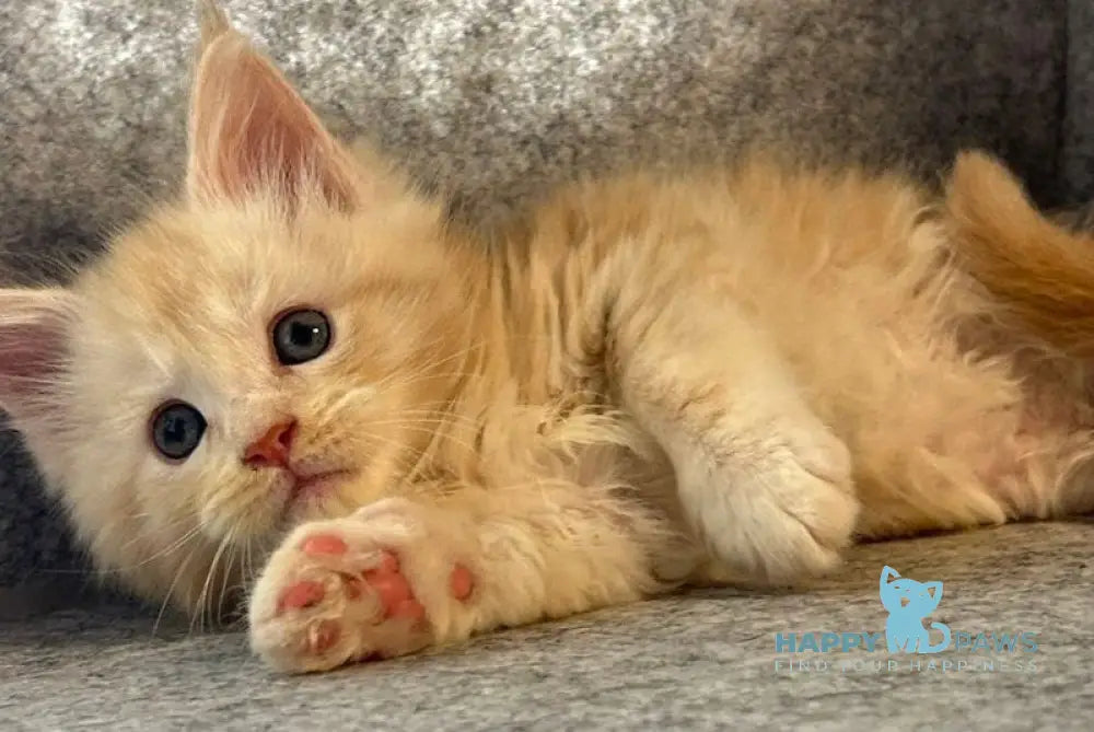 Amur Maine Coon male cream silver with white - live animals