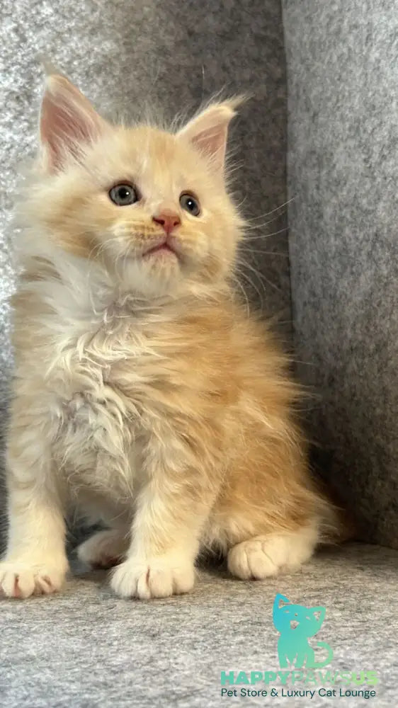 Amur Maine Coon male cream silver with white - live animals