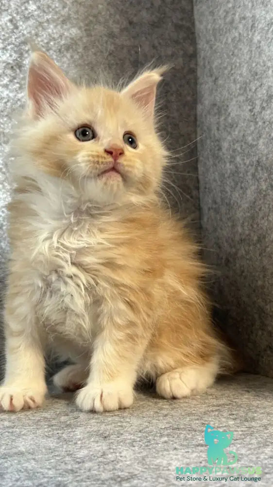 Amur Maine Coon male cream silver with white - live animals