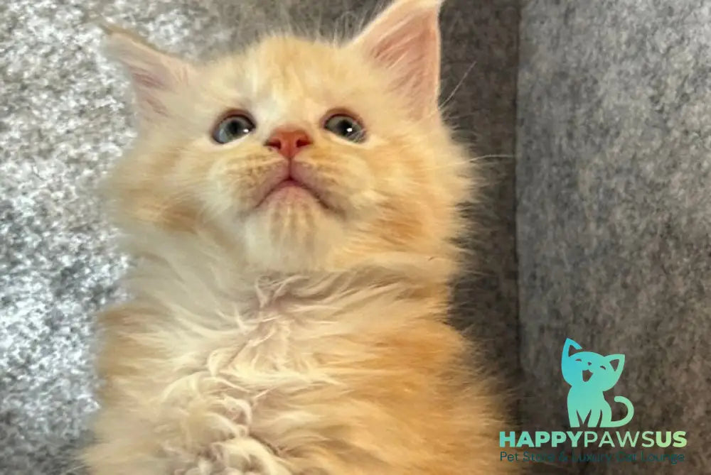 Amur Maine Coon male cream silver with white - live animals
