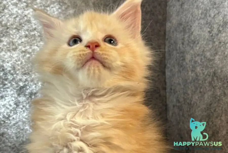 Amur Maine Coon male cream silver with white - live animals