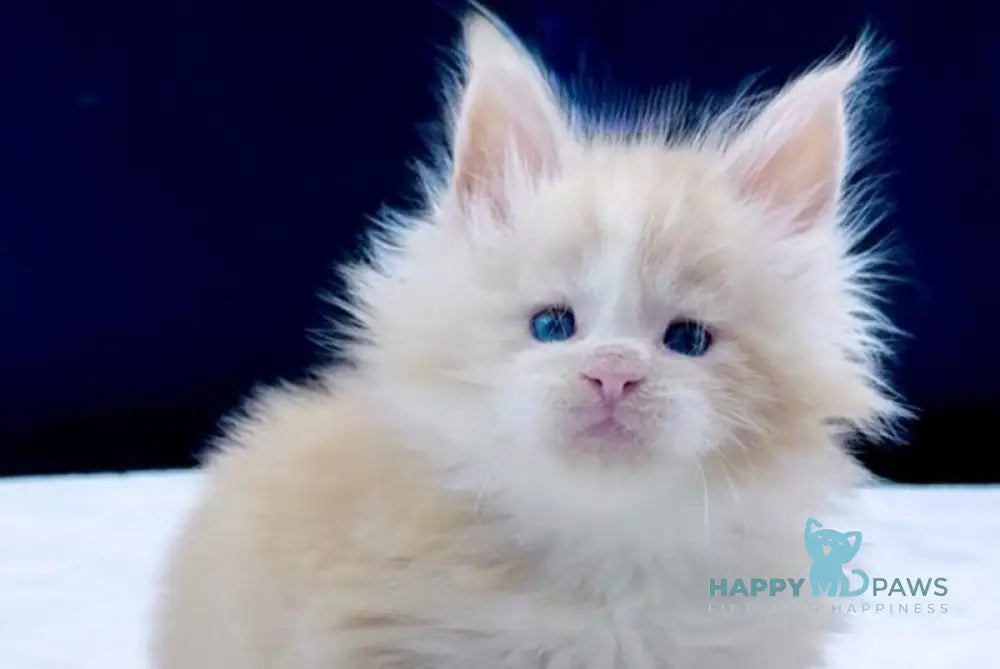 Amur Maine Coon male red silver with white live animals