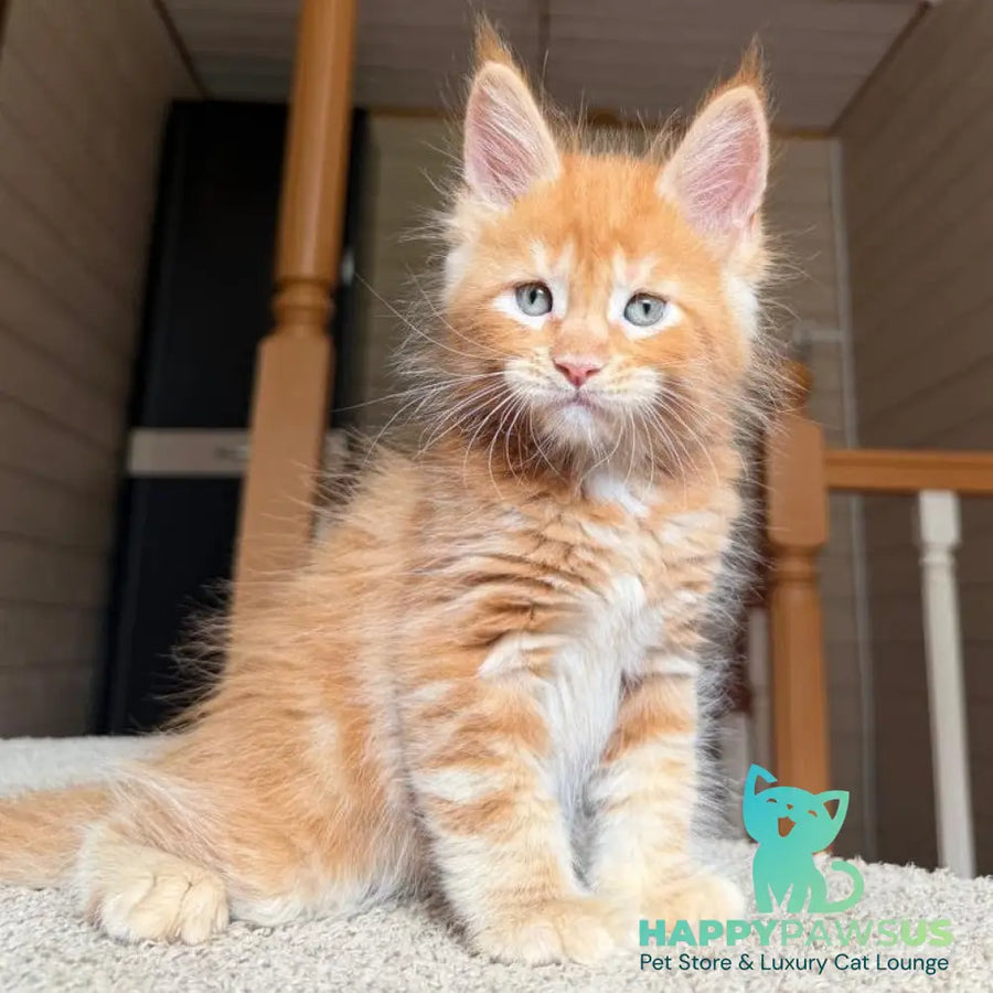 Amur Maine Coon male red tabby with white - live animals