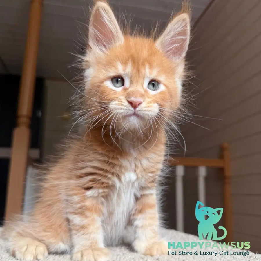 Amur Maine Coon male red tabby with white - live animals