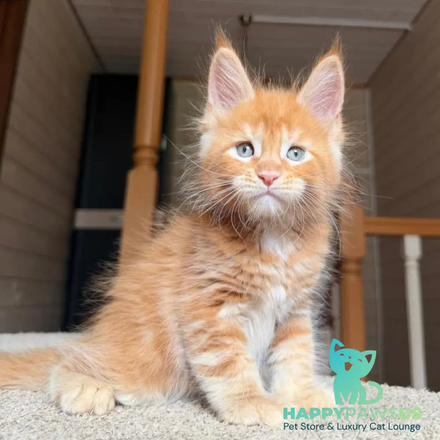 Amur Maine Coon male red tabby with white - live animals