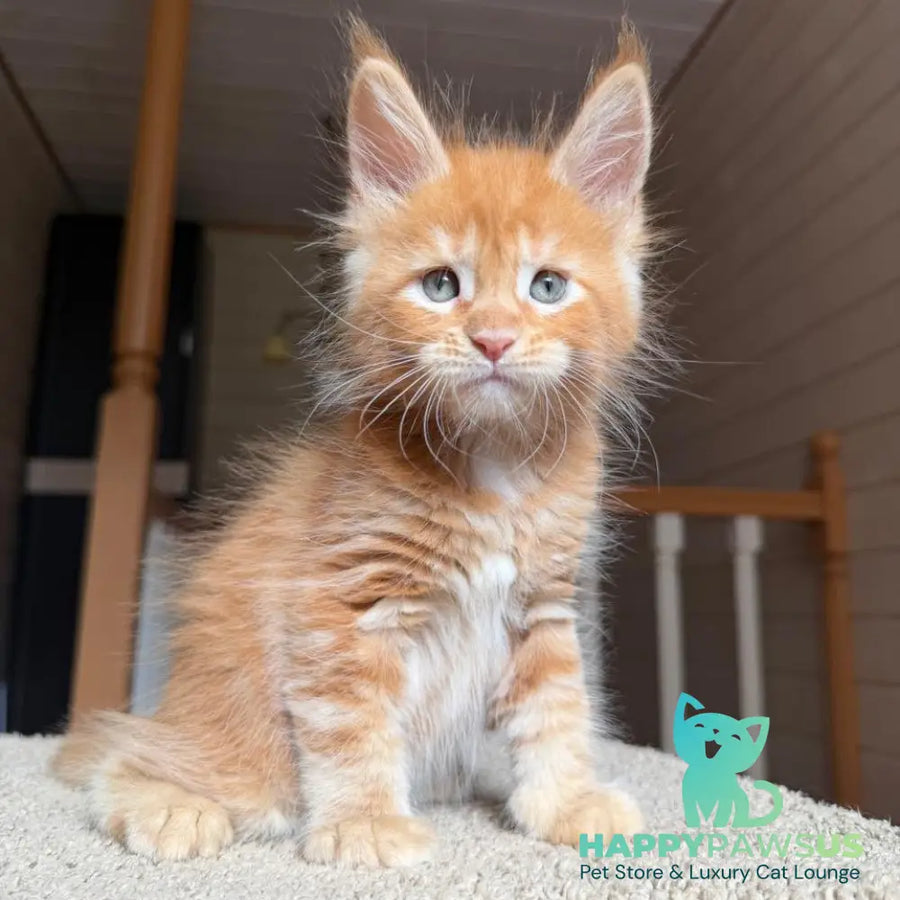 Amur Maine Coon male red tabby with white - live animals