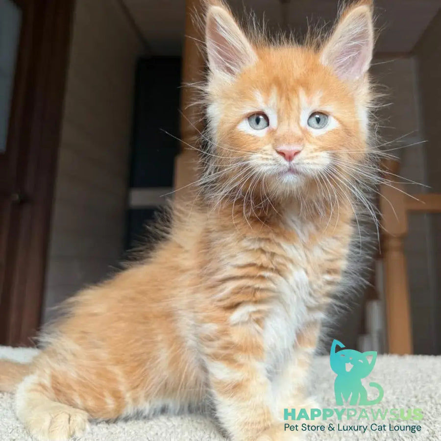 Amur Maine Coon male red tabby with white - live animals