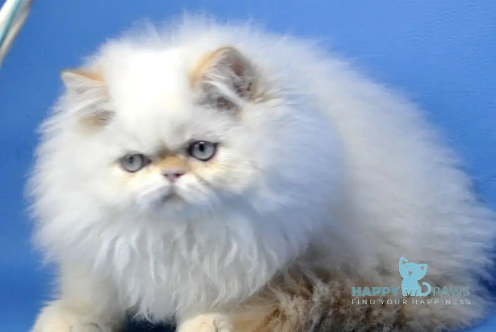 Amur Persian male red tabby pointed live animals