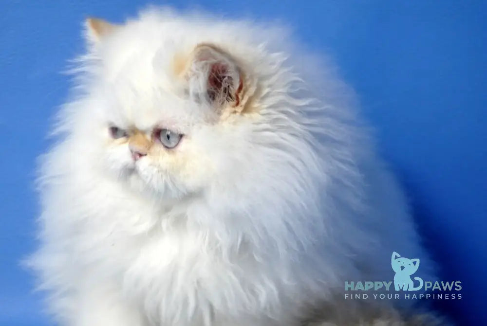 Amur Persian male red tabby pointed live animals