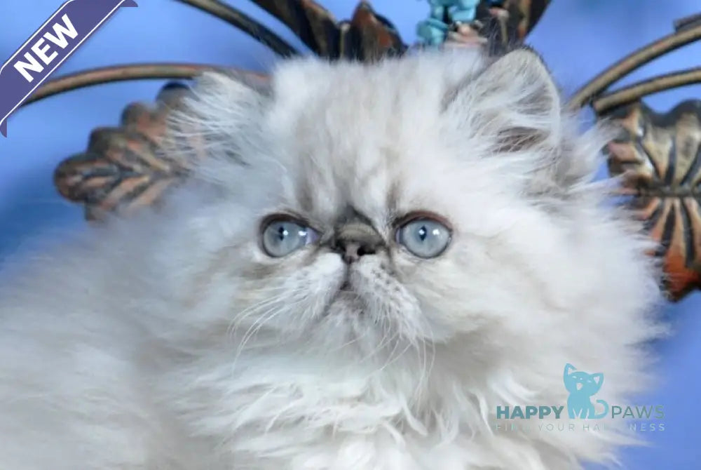 Amur Persian male seal lynx pointed live animals