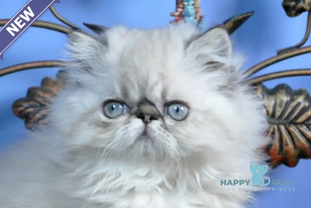 Amur Persian male seal lynx pointed live animals