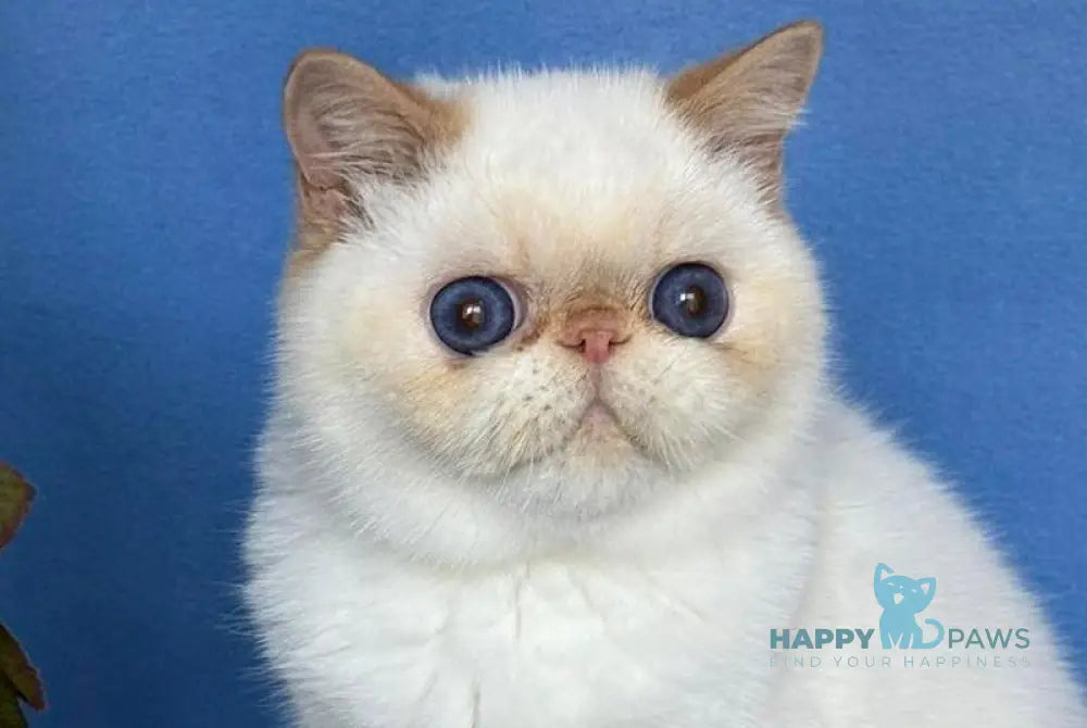 Amur Secret Exotic male red pointed live animals