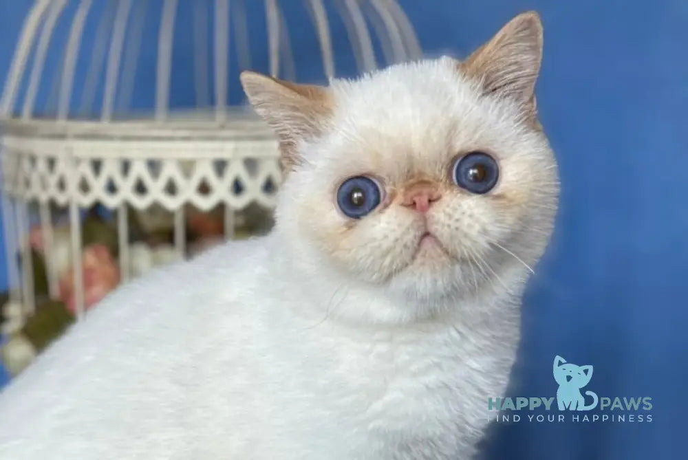 Amur Secret Exotic male red pointed live animals