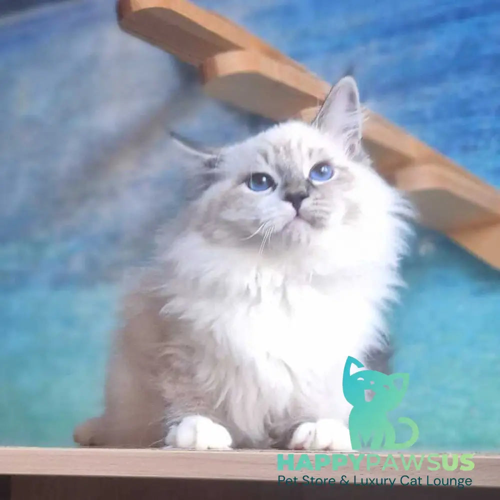 Amur Siberian male black with white tabby pointed - live animals