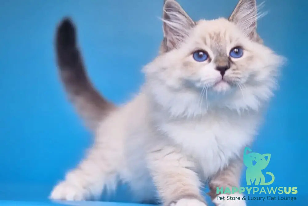 Amur Siberian male black with white tabby pointed - live animals