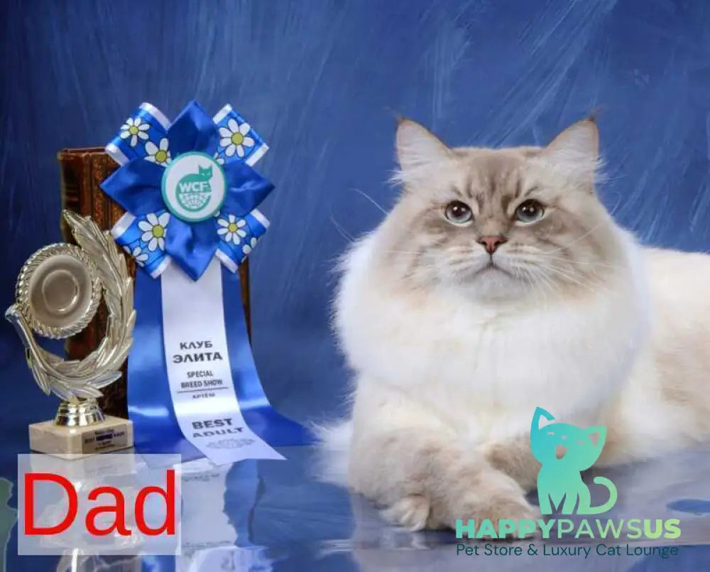 Amur Siberian male black with white tabby pointed - live animals