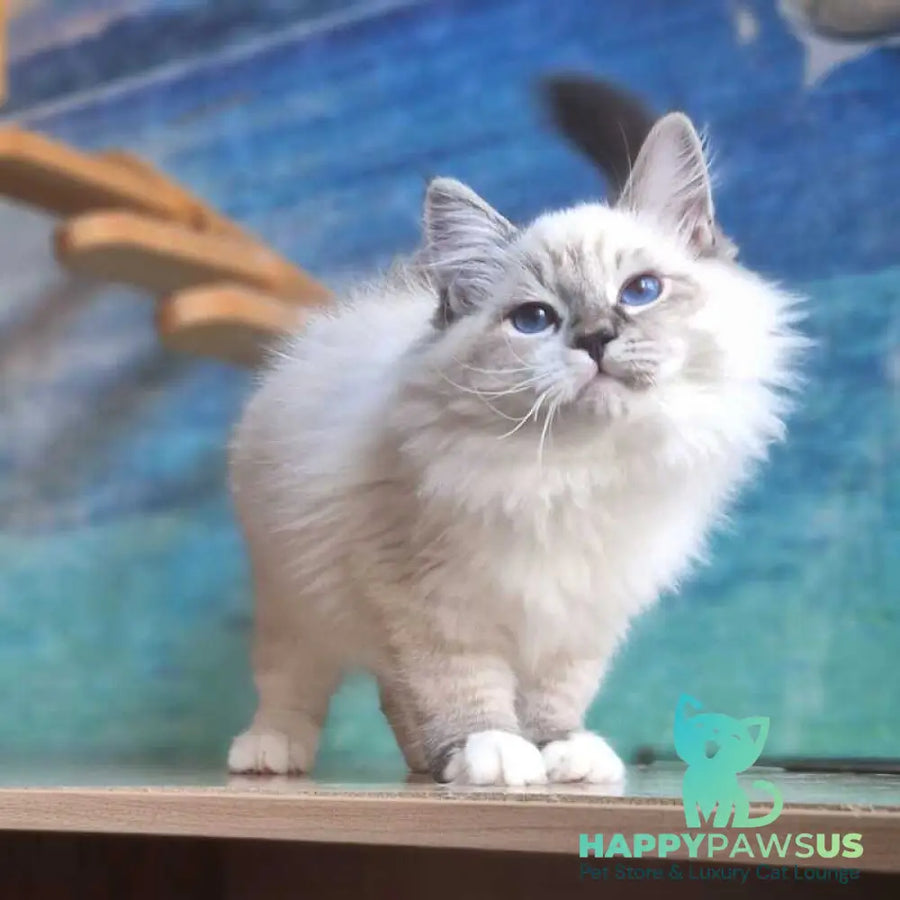 Amur Siberian male black with white tabby pointed - live animals
