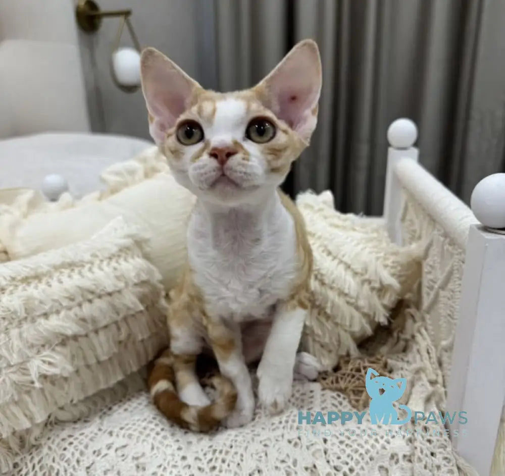 Ana Devon Rex female red bicolour live animals