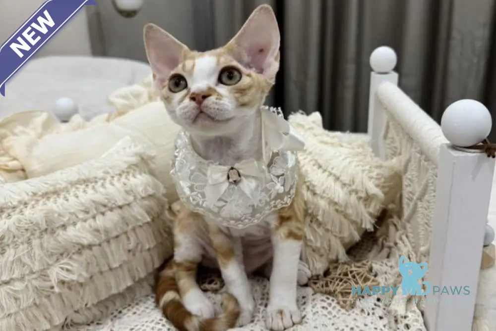 Ana Devon Rex female red bicolour live animals