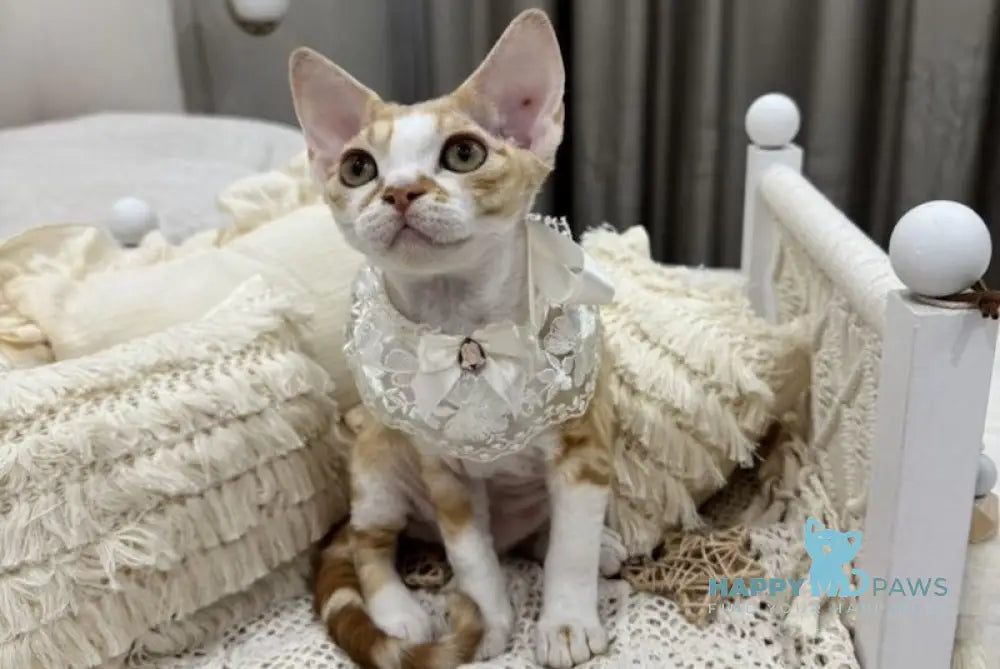 Ana Devon Rex female red bicolour live animals