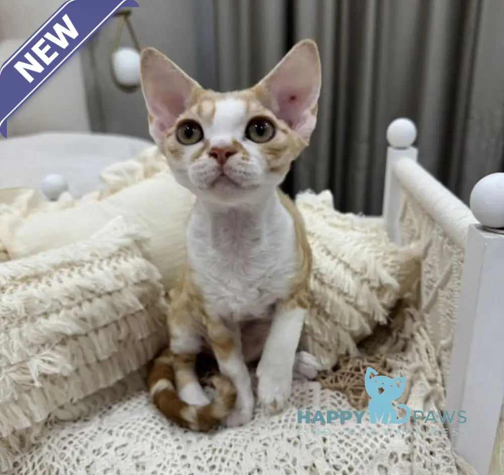 Ana Devon Rex female red bicolour live animals