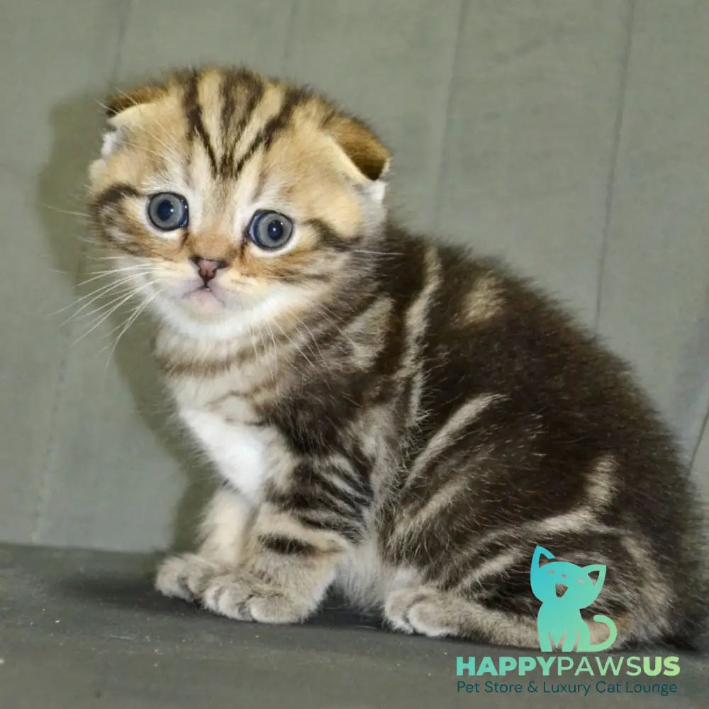 Anabel Scottish Fold male black tabby - live animals