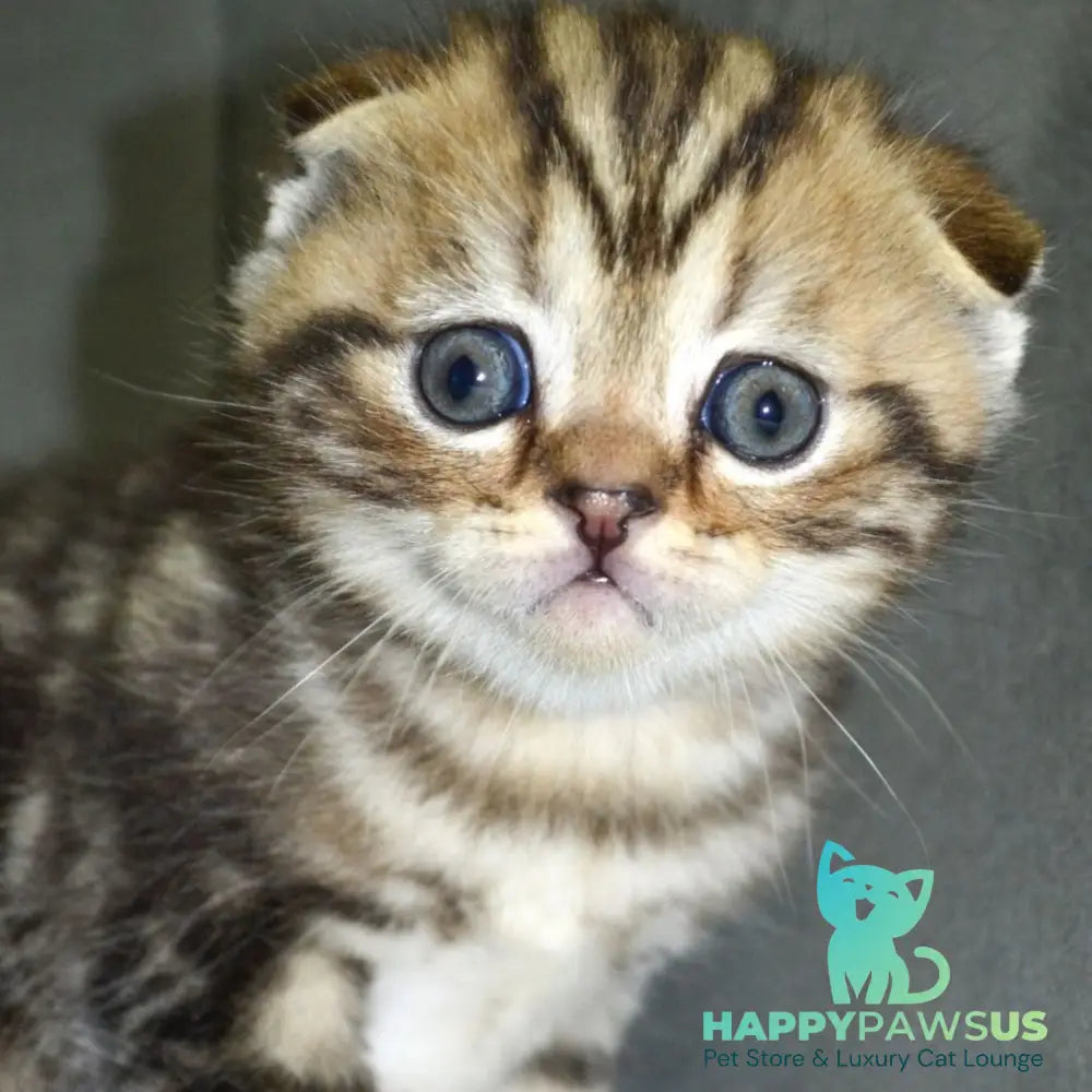 Anabel Scottish Fold male black tabby - live animals