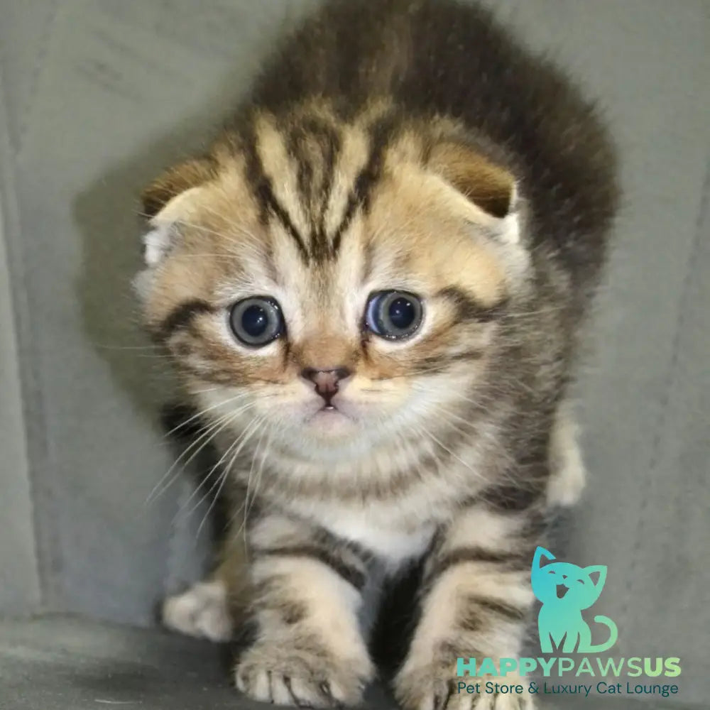 Anabel Scottish Fold male black tabby - live animals
