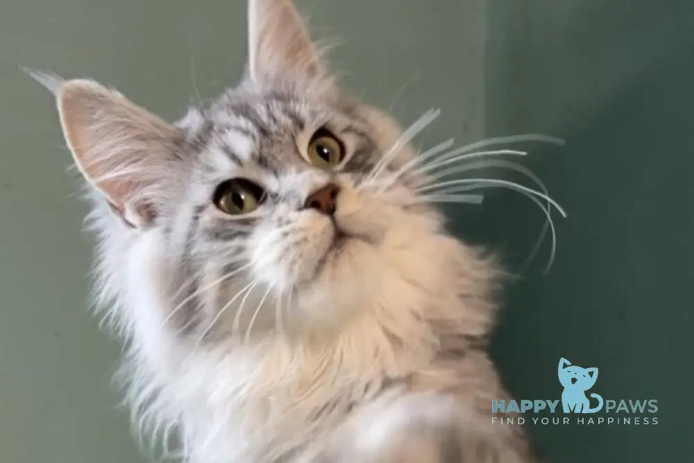 Anais Maine Coon female black silver spotted tabby live animals