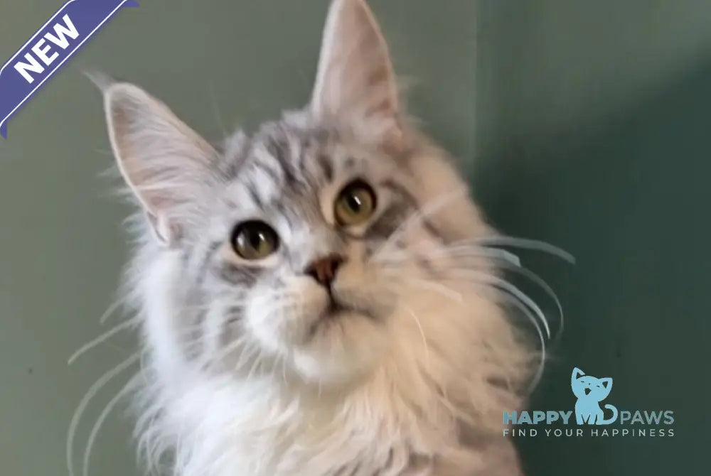 Anais Maine Coon female black silver spotted tabby live animals